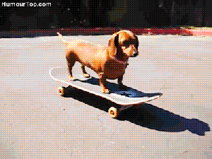 weenie on skateboard